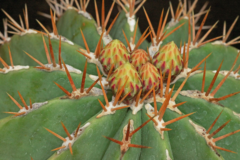 Ferocactus schwarzii